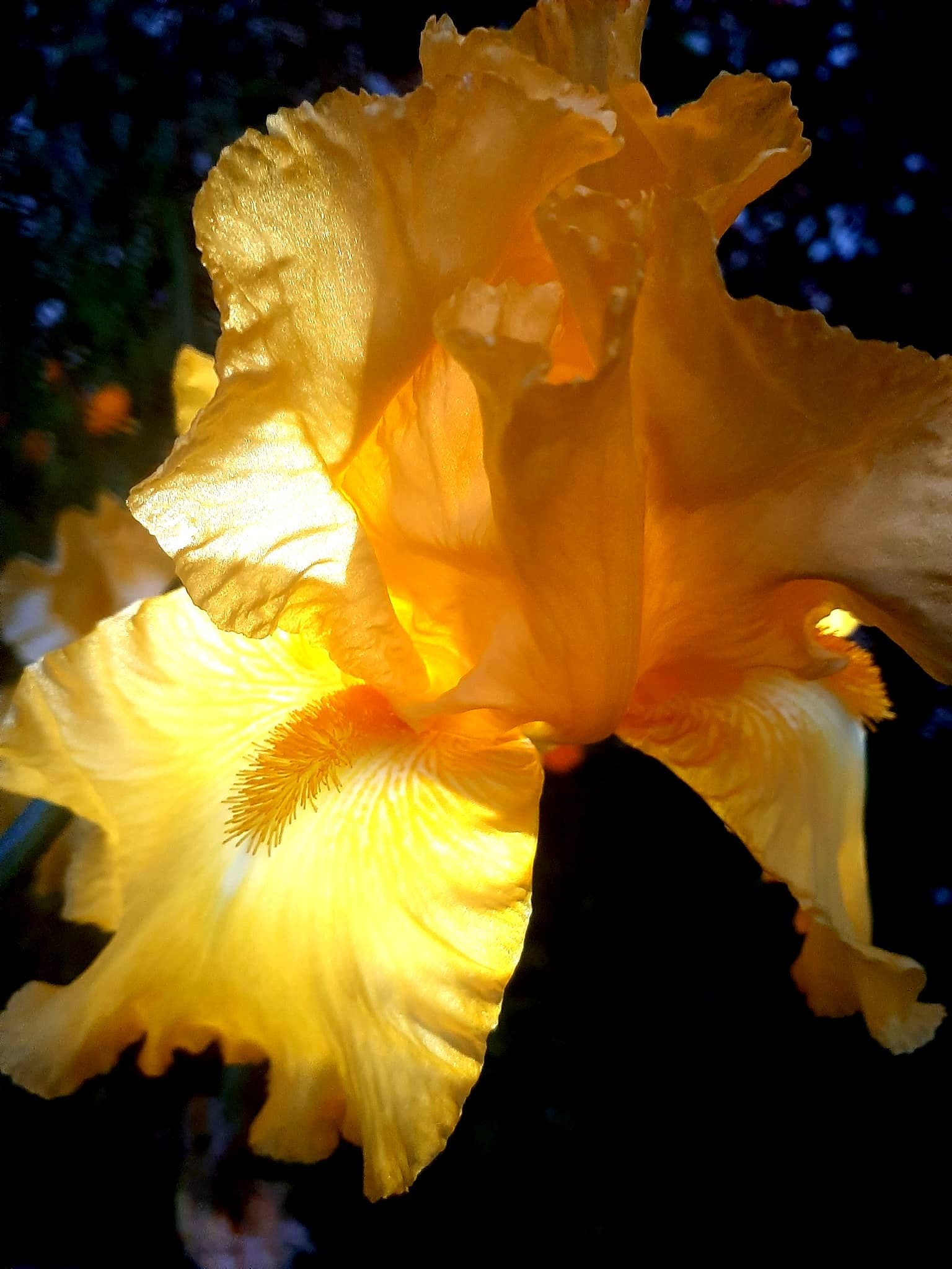 Close-up macro photograph of a golden iris flower in bloom