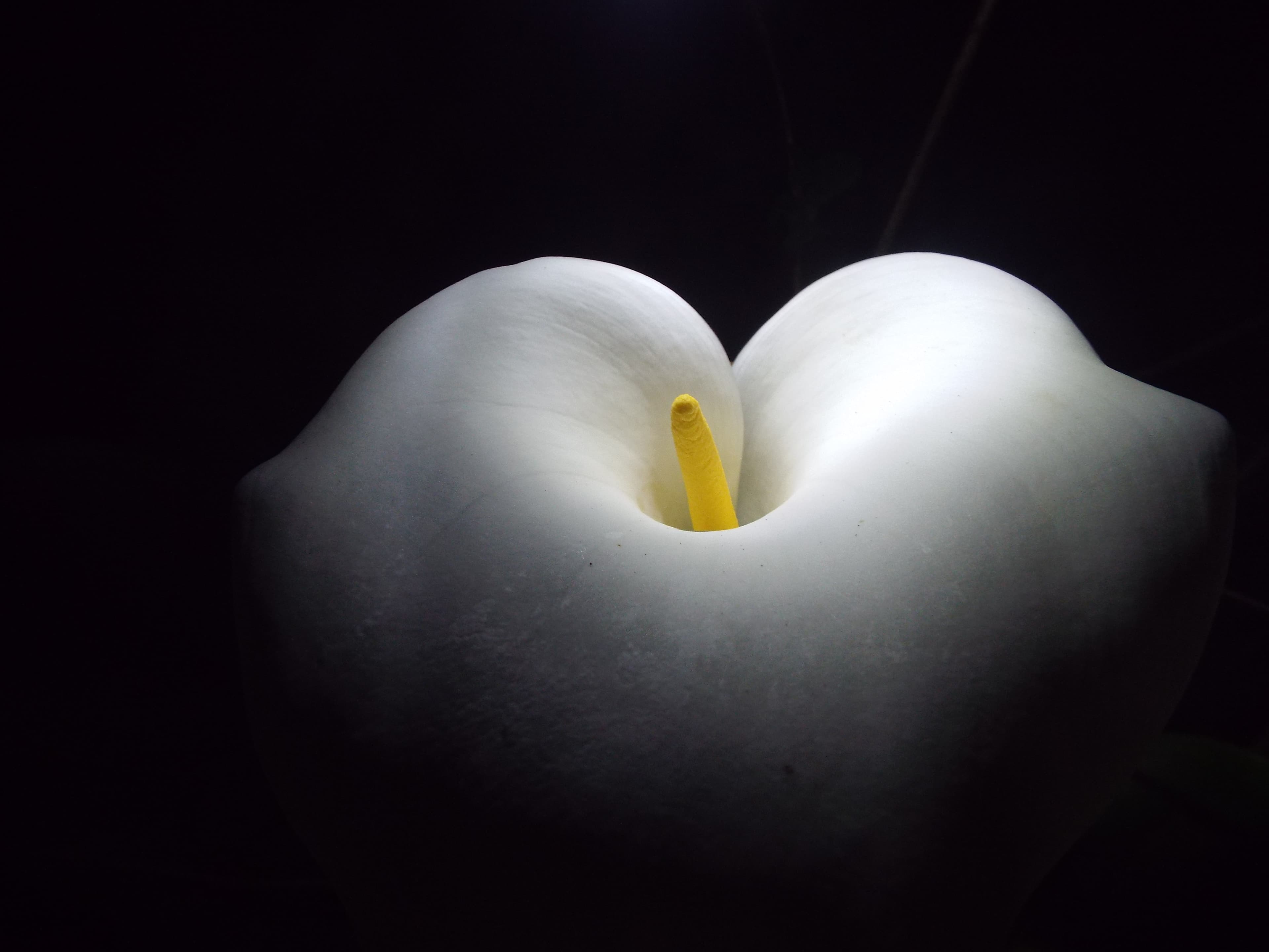 Macro photograph of a white calla lily with a yellow spadix