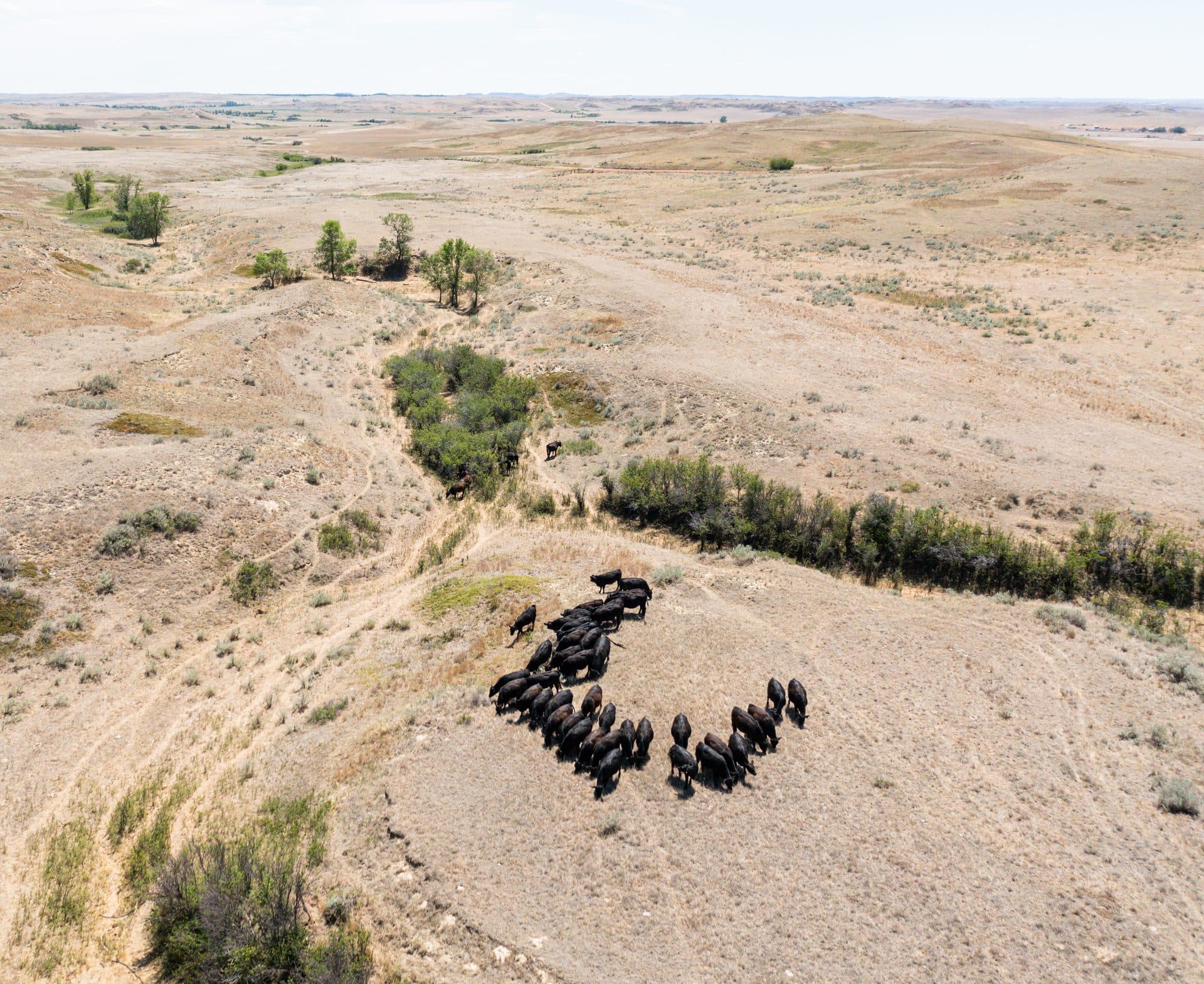 Aerial view of cattle ranch terrain for pet and livestock search support